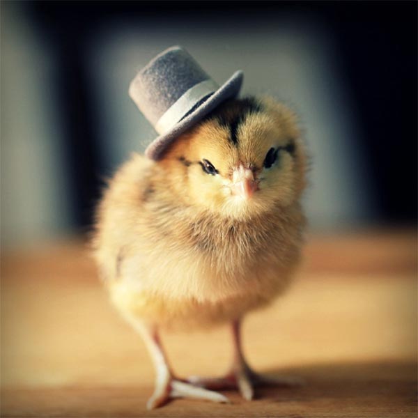 Cute Baby Chicks in Hats By Julie Persons